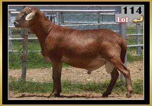 LOT 114 1X MEATMASTER RAM