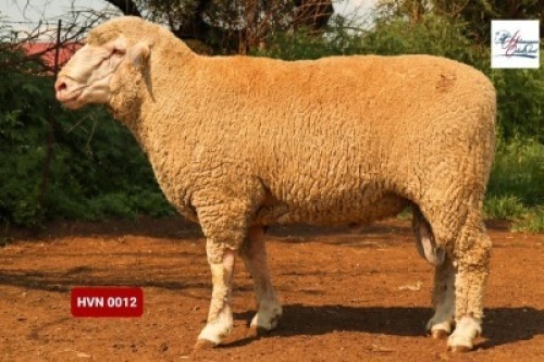 Lot: 22&nbsp;&nbsp;&nbsp;&nbsp;&nbsp;&nbsp;&nbsp;&nbsp; 20-0012HVN&nbsp;&nbsp;&nbsp;HERMANUS GELUK STOET