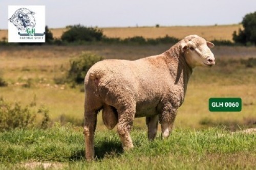 Lot: 1&nbsp;&nbsp;&nbsp;&nbsp;&nbsp;&nbsp;&nbsp;&nbsp;&nbsp;&nbsp; 20-0060GLH&nbsp;&nbsp;&nbsp;HARTMAN STOET