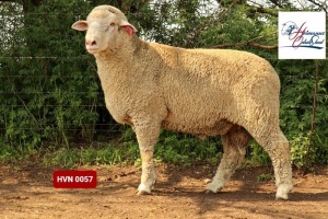 Lot: 23         20-0057HVN   HERMANUS GELUK STOET