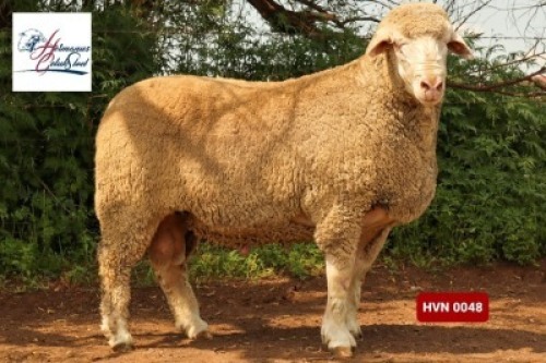 Lot: 6&nbsp;&nbsp;&nbsp;&nbsp;&nbsp;&nbsp;&nbsp;&nbsp;&nbsp;&nbsp; 20-0048HVN&nbsp;&nbsp; HERMANUS GELUK STOET