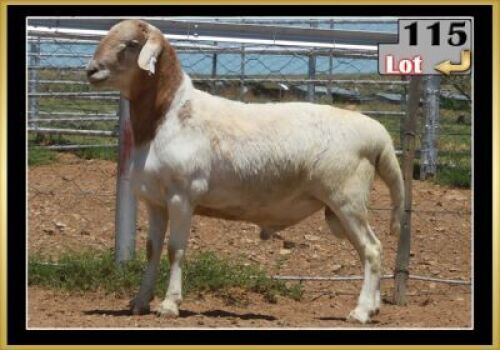LOT 115 1X MEATMASTER RAM