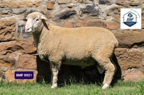 Lot: 10&nbsp;&nbsp;&nbsp;&nbsp;&nbsp;&nbsp;&nbsp;&nbsp; 20-0021BMF&nbsp;&nbsp;&nbsp;BMF VLEISMERINO STOET