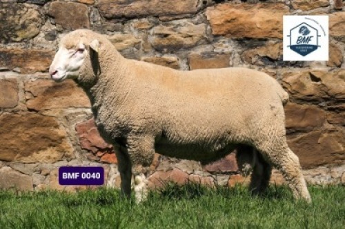 Lot: 15&nbsp;&nbsp;&nbsp;&nbsp;&nbsp;&nbsp;&nbsp;&nbsp; 20-0040BMF BMF VLEISMERINO STOET