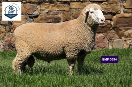 Lot: 16&nbsp;&nbsp;&nbsp;&nbsp;&nbsp;&nbsp;&nbsp;&nbsp; 20-0054BMF&nbsp; BMF VLEISMERINO STOET