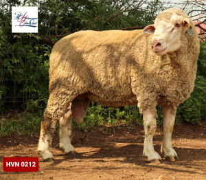 Lot: 12         20-0212HVN  HERMANUS GELUK STOET