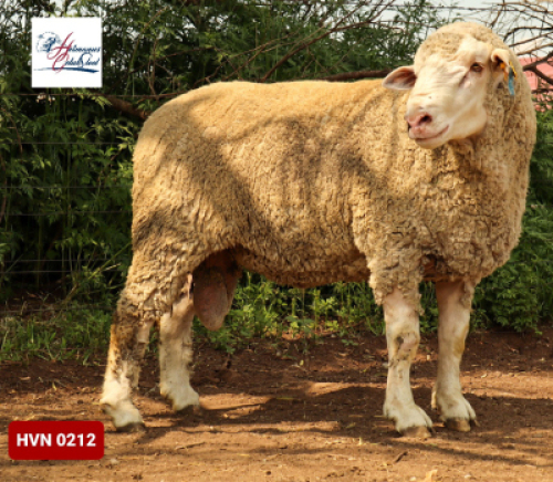 Lot: 12&nbsp;&nbsp;&nbsp;&nbsp;&nbsp;&nbsp;&nbsp;&nbsp; 20-0212HVN &nbsp;HERMANUS GELUK STOET