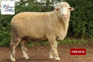 Lot: 17         20-0216HVN  HERMANUS GELUK STOET