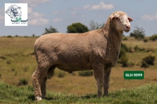 Lot: 19&nbsp;&nbsp;&nbsp;&nbsp;&nbsp;&nbsp;&nbsp;&nbsp; 20-0099GLH HARTMAN STOET