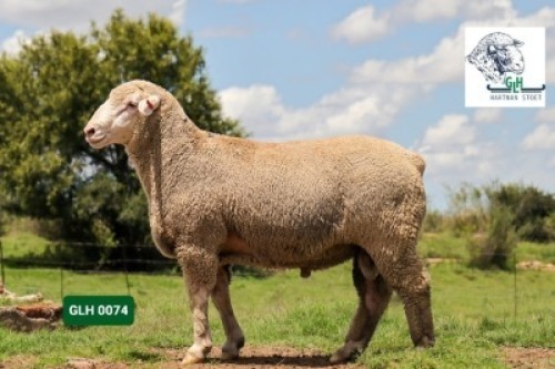 Lot: 20&nbsp;&nbsp;&nbsp;&nbsp;&nbsp;&nbsp;&nbsp;&nbsp; 20-0074GLH&nbsp;&nbsp;&nbsp;&nbsp;&nbsp;HARTMAN STOET