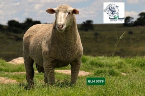 Lot: 29&nbsp;&nbsp;&nbsp;&nbsp;&nbsp;&nbsp;&nbsp;&nbsp; 20-0079GLH&nbsp;&nbsp;&nbsp;&nbsp;HARTMAN STOET