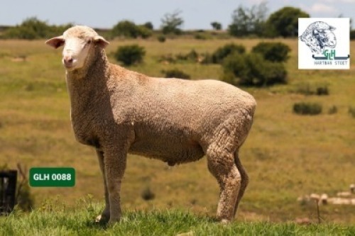 Lot: 25&nbsp;&nbsp;&nbsp;&nbsp;&nbsp;&nbsp;&nbsp;&nbsp; 20-0088GLH&nbsp;&nbsp;&nbsp;HARTMAN STOET