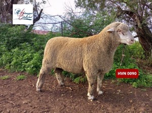 Lot: 11         20-0090HVN HERMANUS GELUK STOET