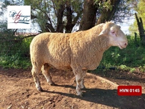 Lot: 3&nbsp;&nbsp;&nbsp;&nbsp;&nbsp;&nbsp;&nbsp;&nbsp;&nbsp;&nbsp; 20-0145HVN&nbsp;&nbsp;HERMANUS GELUK STOET