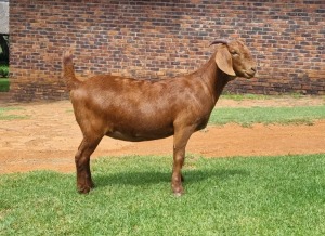 1X OOI/EWE PS ARMALEO BOERDERY