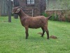 1X OOI/EWE STUD ARMALEO BOERDERY