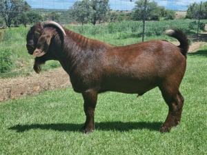 1X RAM FLOCK ARMALEO BOERDERY