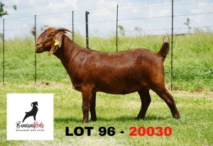 1X OOI/EWE STUD Bonisa Reds