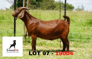 1X OOI/EWE FLOCK PREGNANT Bonisa Reds