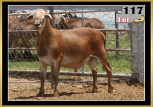 LOT 117 1X MEATMASTER RAM