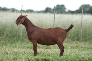 1X Ooi/Ewe STUD PREGNANT Anton en Rickus Bothma