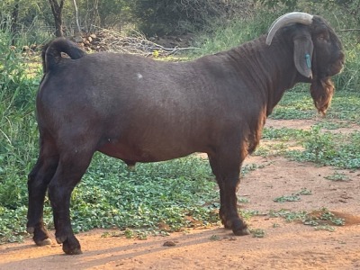 1X RAM FLOCK MYL 50 BOER GOAT & KALAHARI RED STUD