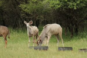 LOT 34 2x WIT KOEDOE VERS & BUL/WHITE KUDU HEIFER & BULL (PER STUK OM LOT TE NEEM/PER PIECE TO TAKE THE LOT)