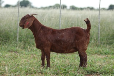 1X Ooi/Ewe FLOCK Anton en Rickus Bothma