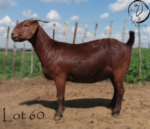 1X OOI/EWE STUD PREGNANT CW DREYER KALAHARI REDS