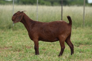 1X Ooi/Ewe FLOCK PREGNANT Anton en Rickus Bothma