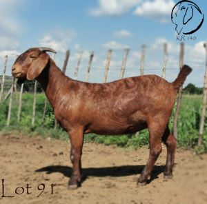 1X OOI/EWE STUD CW DREYER KALAHARI REDS