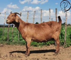 1X OOI/EWE STUD PREGNANT CW DREYER KALAHARI REDS