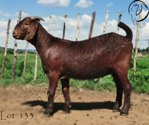 1X OOI/EWE FLOCK CW DREYER KALAHARI REDS