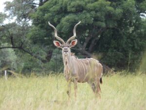 LOT 36 1x KOEDOE BUL/KOEDOE BULL