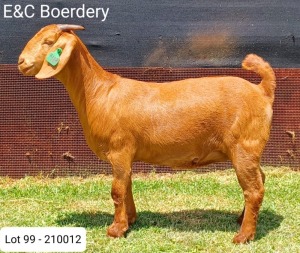 1X OOI/EWE PS E & C Boerdery