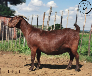 1X OOI/EWE FLOCK PREGNANTCW DREYER KALAHARI REDS