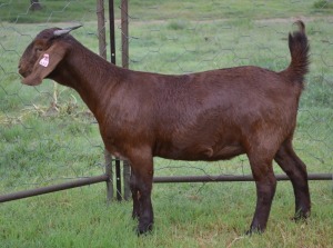 1X Ooi/Ewe FLOCK Fermar Kalahari Reds