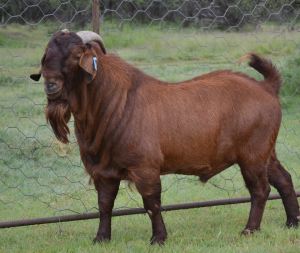 1X Ram FLOCK Fermar Kalahari Reds