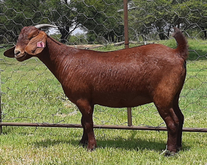 1X Ooi/Ewe FLOCK Fermar Kalahari Reds