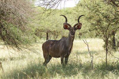 LOT 38 1x KOEDOE BUL/KOEDOE BULL