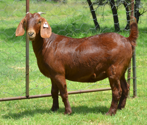 1X Ooi/Ewe STUD Fermar Kalahari Reds