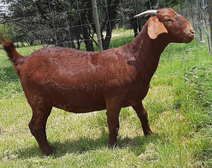 1X Ooi/Ewe FLOCK Fermar Kalahari Reds