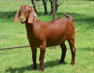 1X Ooi/Ewe FLOCK Fermar Kalahari Reds