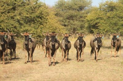 LOT 40 10x WILDEBEES KOEIE/WILDEBEEST COWS(PER STUK OM LOT TE NEEM/PER PIECE TO TAKE THE LOT) PHOTO EXAMPLE OF SPECIE