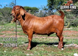 1X Ram FLOCK Gerdus Korb Kalahari Reds