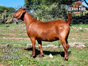 1X Ooi/Ewe FLOCK PREGNANT Gerdus Korb Kalahari Reds