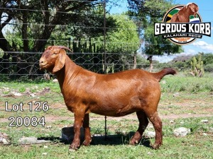 1X Ooi/Ewe FLOCK PREGNANT Gerdus Korb Kalahari Reds