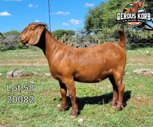 1X Ooi/Ewe STUD PREGNANT Gerdus Korb Kalahari Reds