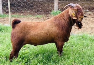 1X RAM FLOCK ALBIAN STOET