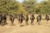 LOT 41&nbsp;10x WILDEBEES KOEIE/WILDEBEEST COWS(PER STUK OM LOT TE NEEM/PER PIECE TO TAKE THE LOT) PHOTO EXAMPLE OF SPECIE